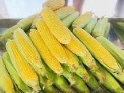 Ставропольский кукурузный урожай: почти половина полей уже убрана, а урожайность превзошла прошлогодние показатели